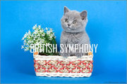 Британские котята от британского кота из Голландии.