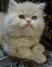 Кремовый персидский котенок