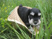 щенки цвергшнауцера,  самая маленькая служебная собака