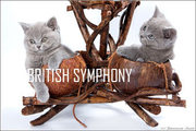 Британские котята питомника Британская Симфония.