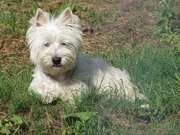 West Highland White Terrier.