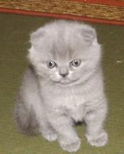 Чистокровная британская кошечка
