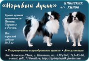 японский  хин ,  щенки