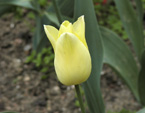 днепропетровск продам тюльпаны оптом к 8 марта 