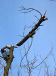 Спиливание деревьев в труднодоступных местах Харьков