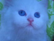 котята белоснежные с голубыми глазами персидской породы