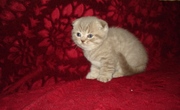 Шотландские вислоуухая кошечка!!