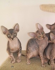 Котята канадский сфинкс