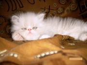 продам персидских котят
