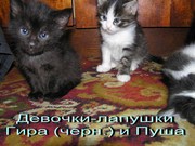 Котята 1, 5 мес. (метисы Турецкой ангоры)