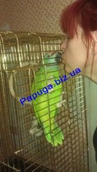 Ручной,  фестивальный амазон.
