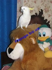 Желтохохлый какаду.