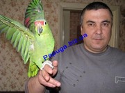 Краснолобый амазон.