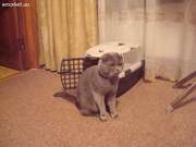 Скоттиш -фолд кот приглашает на свидания