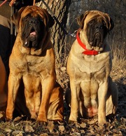 Продам щенка английского мастиффа.Mastiff.