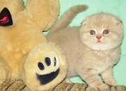 Прекрасные шотландские котята!