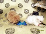 Персидские котята шоу класса