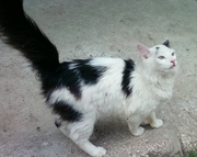 Пушистый белый с черным котик