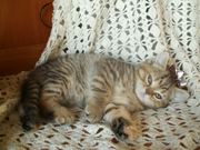 Продаются котята британские короткошерстные