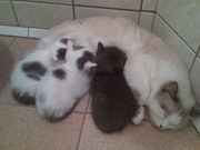 Котята в хорошие руки
