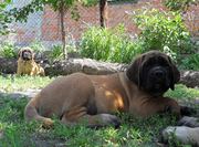 Продается девочка английского мастиффа.Mastiff.