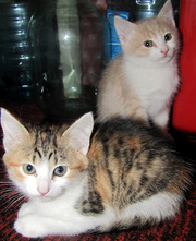 Подарю маленьких котят: трехцветную кошечку ,  бело-бежевого мальчика.