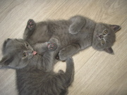 Британские серо-голубые мутоновые шубки котик и кошечка родились 26 ию