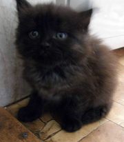котенок котик черный с примесью пепельного