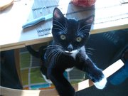 Черно -белый котик3, 5 месяцев ищет надежный дом!