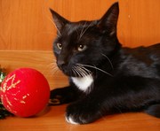 Новогодние талисманы - крупные черные плюшевые котята 4 