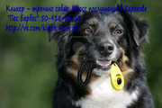 Кликер – тренинг собак. Класс послушания в Харькове. Пес Барбос