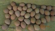 Инкубационные яйца фазанов охотничих