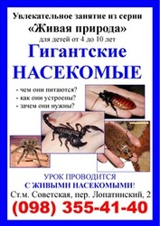 Живая природа занятие НАСЕКОМЫЕ