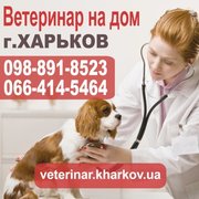 Ветеринар на дом в Харькове