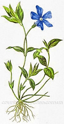 Продам саженцы Барвинка и много других растений (опт от 1000 грн)