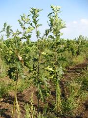 Продам саженцы Дуба и много других растений (опт от 1000 грн).