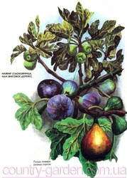 Продам Инжир для выращивание в саду и много других растений.