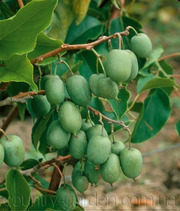 Продам саженцы Киви-мини - Актинидия и много других растений.