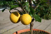 Продам Лимон в горшках,  комнатное растение и много других растений.