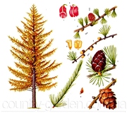 Продам саженцы Листвиницы и много других растений (опт от 1000 грн).