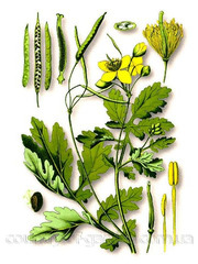 Продам саженцы Чистотела лекарственного и много других растений.