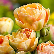 Продам луковицы Тюльпанов Махровых + Многоцветковых.