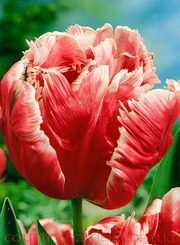 Продам луковицы Тюльпанов Попугайных и много других растений