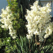 Продам уличный кактус с красивыми колокольчатими цветами ЮКА (Yucca).