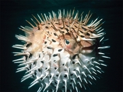 Сувенир-рыба фугу