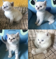 шотландские котята