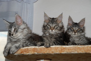 Продам котят породы Мейн кун (maine coon) из чешского питомника